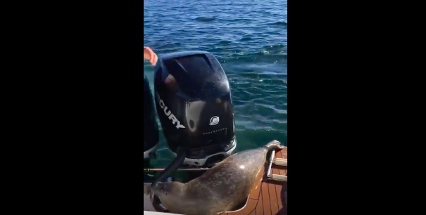 UHR: Robbe versteckt sich im Touristenboot, um Killerwalen zu entkommen