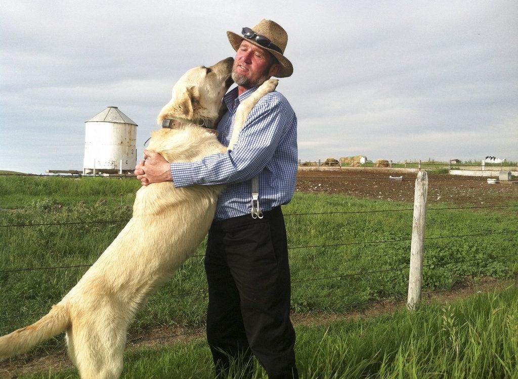 Hunde, die gezüchtet wurden, um Schafe vor Wölfen zu schützen, wurden für US-Studien eingesetzt