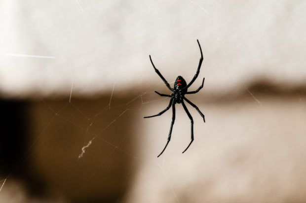 Spinne, schwarze Witwe